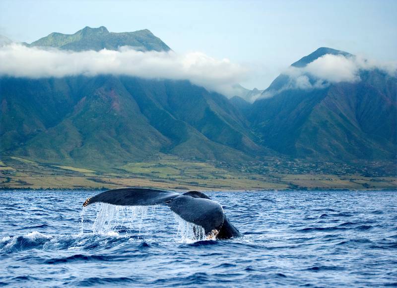 whale tail maui hawaii