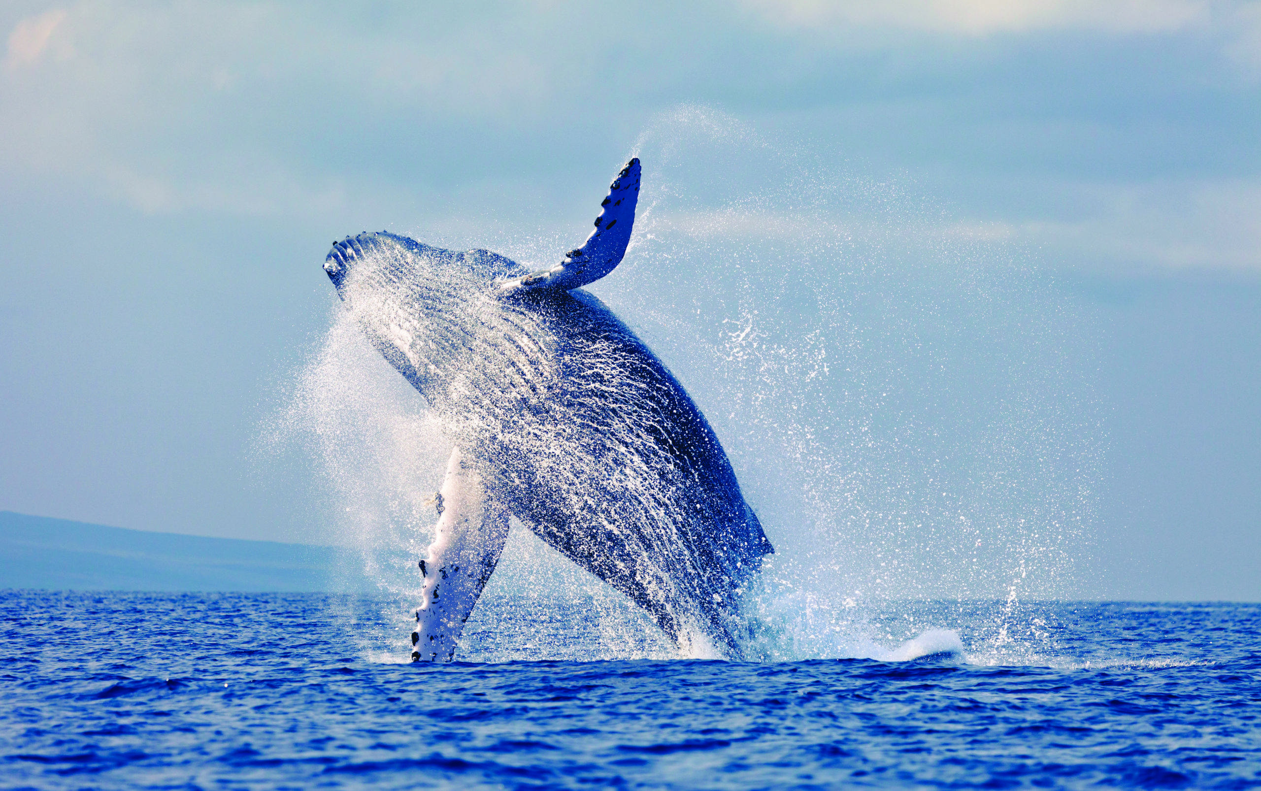 Humpback whale breaching off of Maui