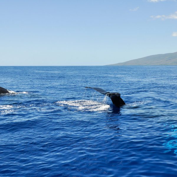 Humpback Whales in Lahaina, Maui, Hawaii
