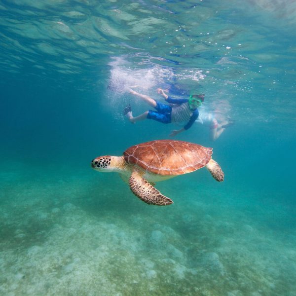 Underwater photo of family mother and son snorkeling and swimming with Hawksbill sea turtle