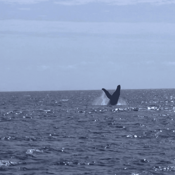 Whale Watching Maui
